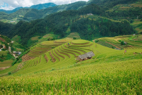 Mù Cang Chải lúa vẫn đang độ xuân thì rất thơ nhé mọi người ơi.