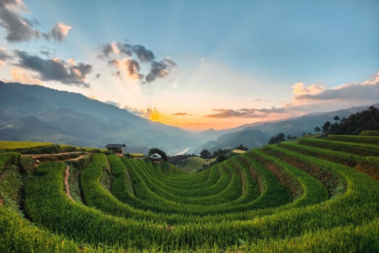 CẬP NHẬT MÙA LÚA MÙ CANG CHẢY