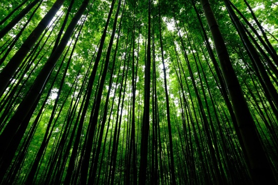 Nả Háng Tủa Chử - Rừng trúc đẹp tựa phim kiếm hiệp ở Mù Cang Chải