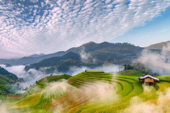 Say đắm những mảng màu tháng 7 của Mù Cang Chải