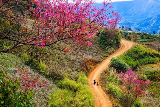 Chiêm ngưỡng sắc hoa Tớ Dày nhuộm hồng núi rừng Mù Cang Chải