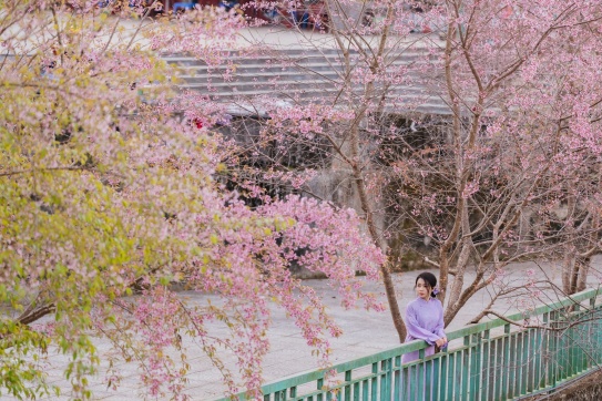 Mùa hoa Tớ dầy ở Mù Cang Chải bạn đã kịp check in chưa