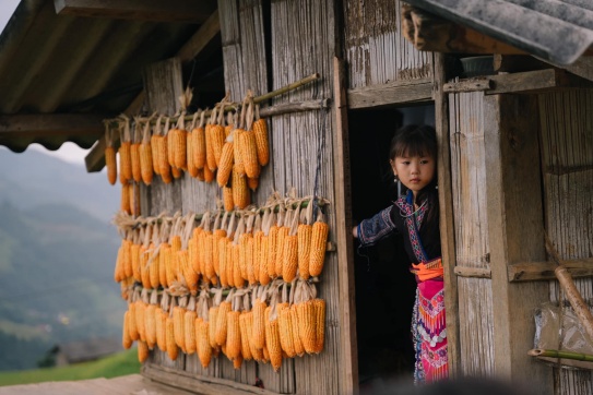 Tiếp tục đến với mùa vàng tại Yên Bái