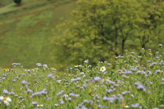 Check-in đồi hoa cực xinh tại Suối Giàng (Yên Bái)