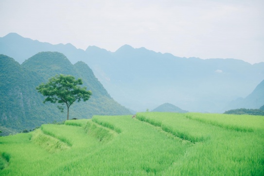 “Thiên đường mây” Tà Xùa đẹp quên sầu