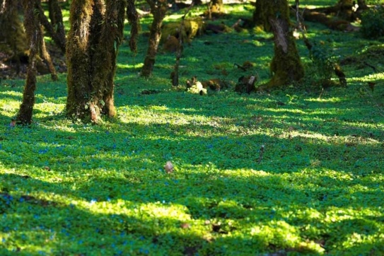 Đỉnh U Bò - Tà Xùa | Nghe tên thật lạ đúng không?!