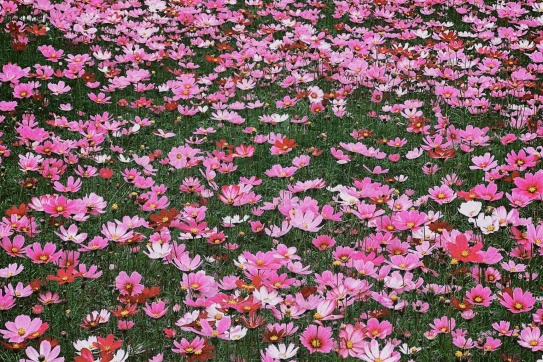 Tà Xùa mùa này có một cánh đồng hoa cánh bướm xiu mê tại cây cô đơn