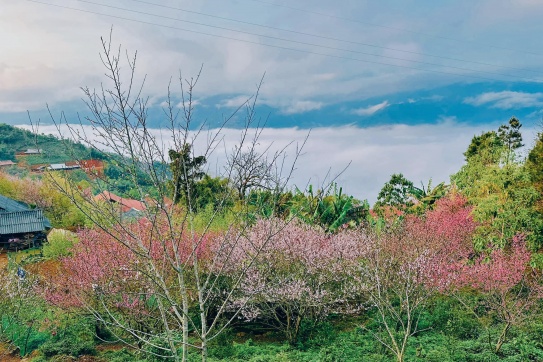 Tà Xùa & Mùa xuân