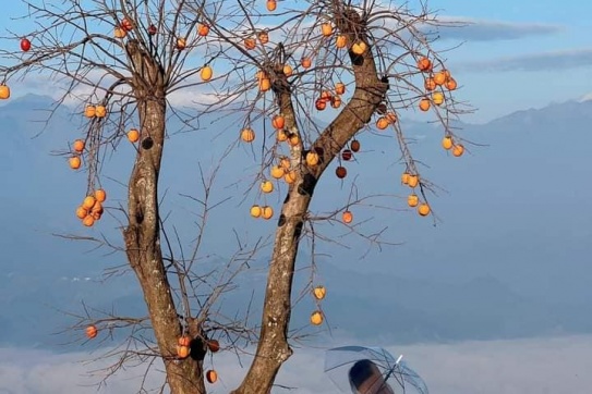 Mùa này săn mây là chuẩn bài.