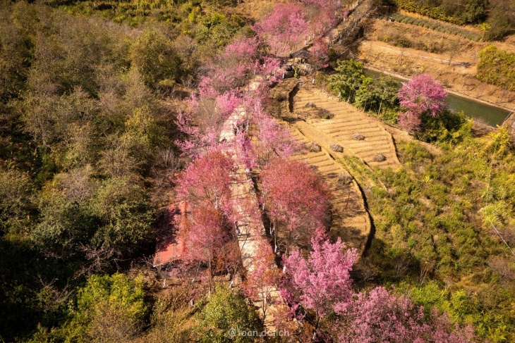 Review Chi Tiết Chuyến đi Mù Cang Chải 2N2Đ Mùa Hoa Tớ Dày đẹp Nhất