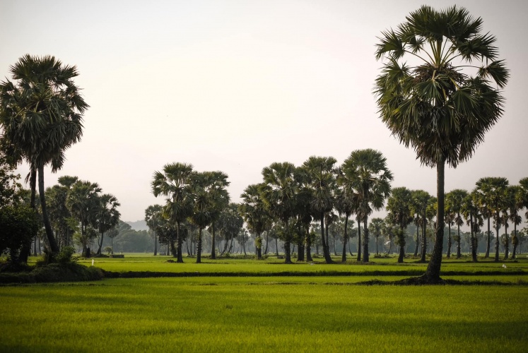 Check-in An Giang | Đi dọc hàng thốt nốt