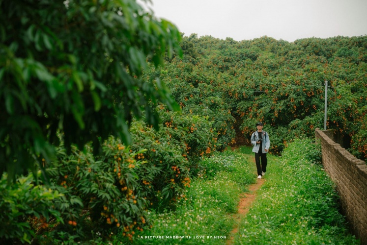 Mùa Vải Tân Yên Bắc Giang 
