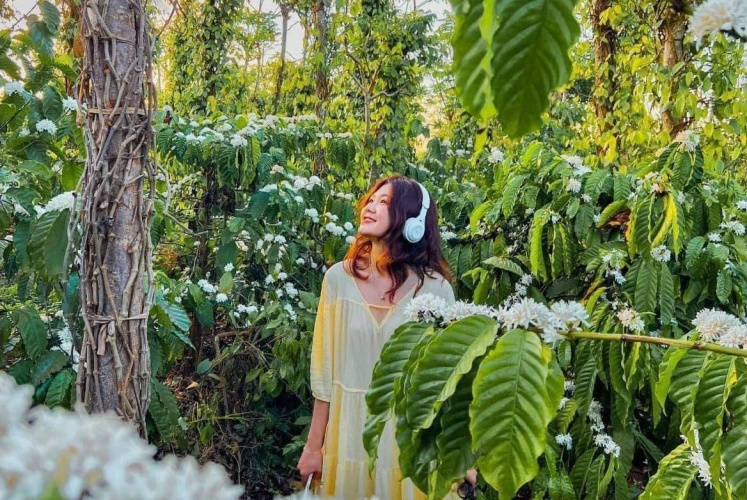 Buôn Mê bắt đầu vào mùa hoa cà phê nở rộ