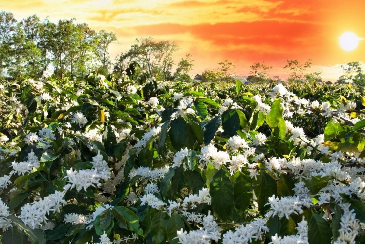 Set kèo lên Buôn Mê ngắm hoa cà phê nở rộ