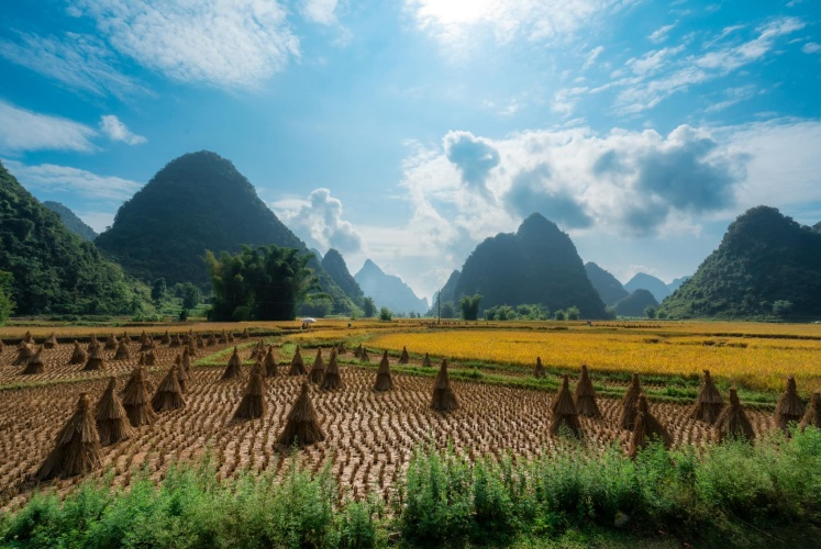 Trùng Khánh | Cao Bằng đã bước vào mùa đẹp nhất trong năm