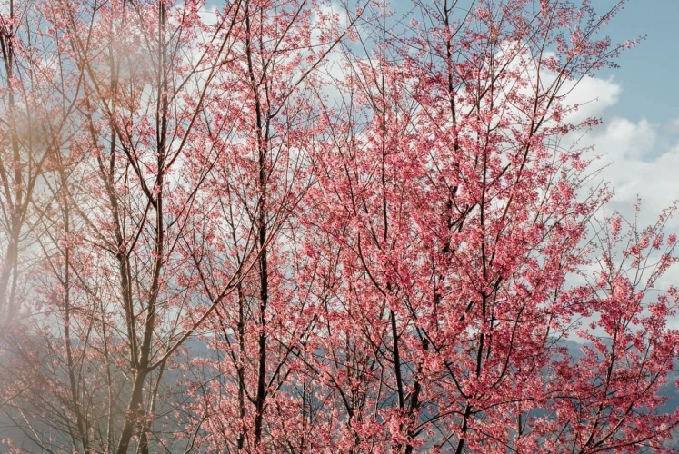 Đà Lạt mùa này