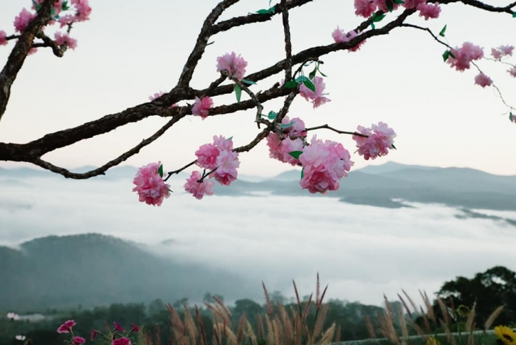 “Thiên Đường Săn Mây” Cầu Đất