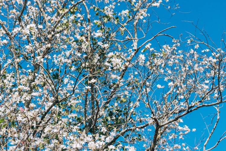 CHECK-IN CÁC LOÀI HOA ĐẸP NHẤT ĐÀ LẠT THÁNG 1 - 2