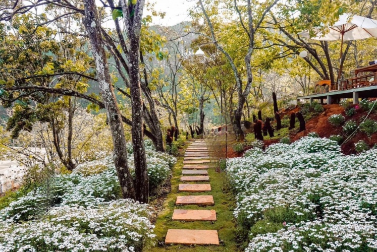 Mùa cúc họa mi Đà Lạt