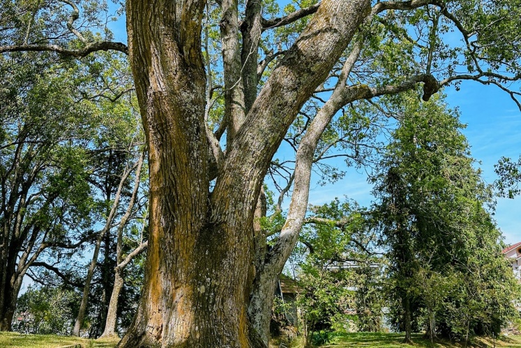 Dinh Tỉnh Trưởng Đà Lạt | Nơi thời gian lắng đọng