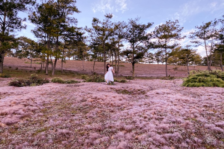 Check-in đồi cỏ hồng | Đà Lạt mùa này chill lắm