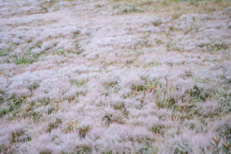 Đồi cỏ hồng Đà Lạt - điểm đến lý tưởng 