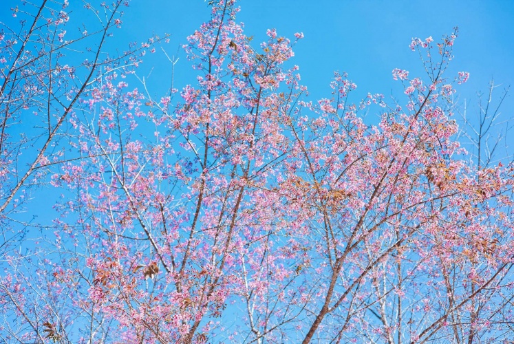 Cập nhật một chút hoa anh đào Đà Lạt