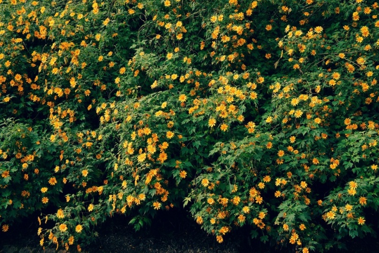 Một mùa dã quỳ cực phẩm “dạm ngõ” phố sương Đà Lạt