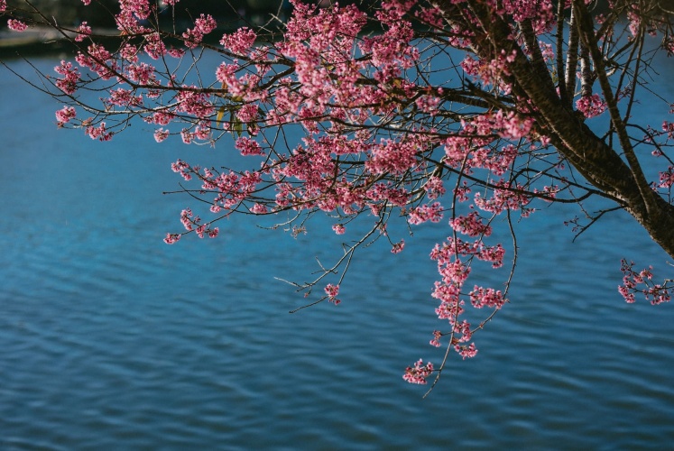 "Mùa xuân Đà Lạt - trong ánh mắt kẻ si tình... "