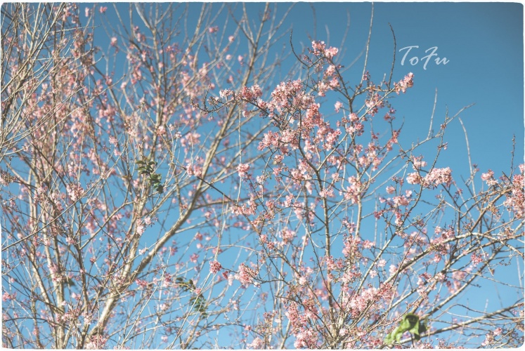 Đà Lạt bắt đầu vào mùa Mai Anh Đào