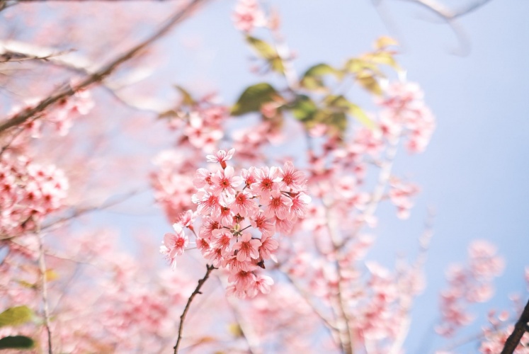 Đà Lạt mùa này. Hoa mai anh đào đang nở rộ trên Mộng Đào Nguyên