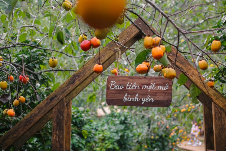 Mùa hồng chín ở Đà Lạt đến rồi.