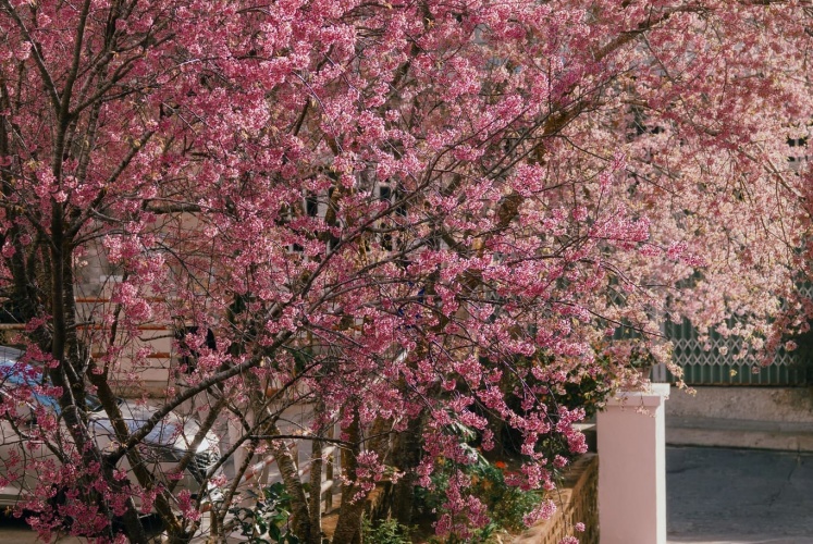 Đà Lạt mùa này kiểu: 🌸🌸🌸