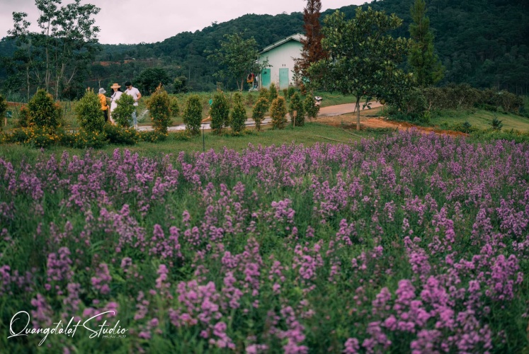 Ngoại ô trung tâm Đà Lạt ...