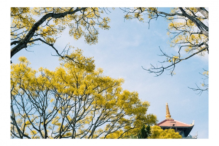 Lần đầu mình biết đến Phật Y (phượng vàng)