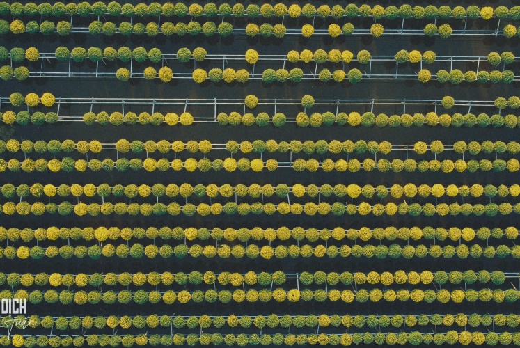 Mùa mâm xôi vàng trên đất Sa Thành.