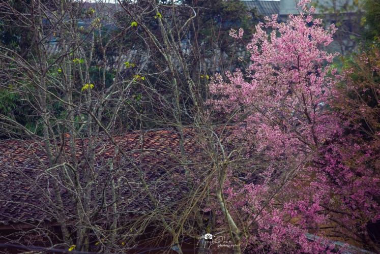 Mùa hoa nở trên cao nguyên đá Hà Giang
