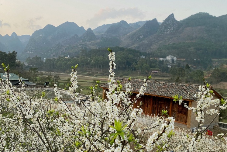 Cao nguyên đá Hà Giang đang bước vào mùa đẹp nhất