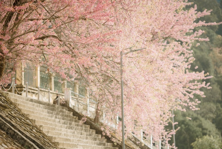 MÙA hoa anh đào nơi địa đầu Tổ Quốc.