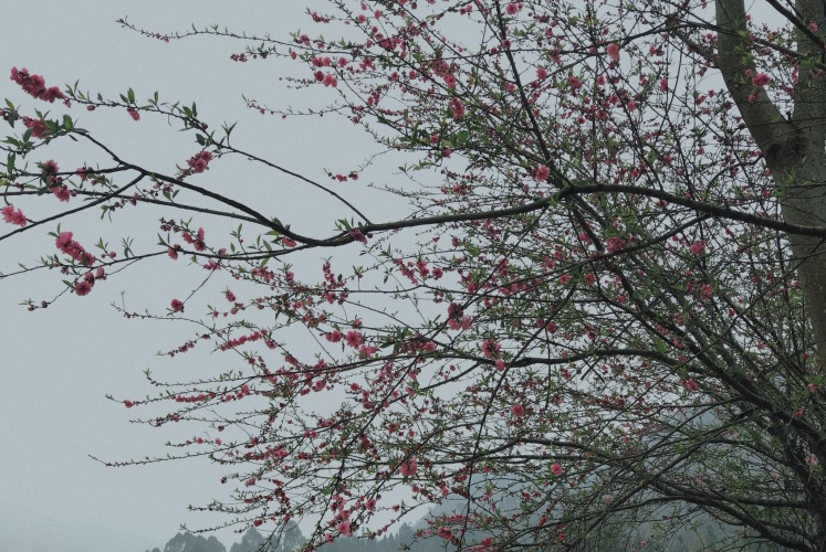 Lang thang Hà Giang - Mùa nào chơi nấy!