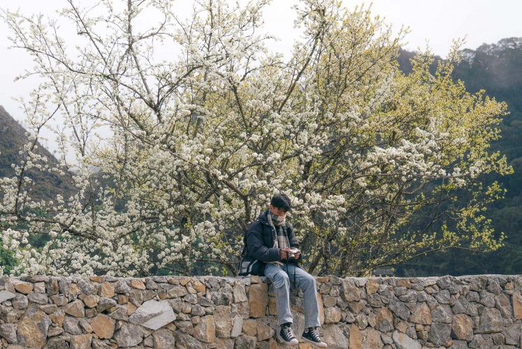 Mùa hoa nở rộ tại cao nguyên đá