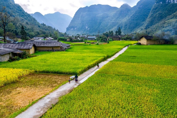 Phố Cáo tháng 9 | Tam giác mạch đã nở, lúa đã ngả vàng
