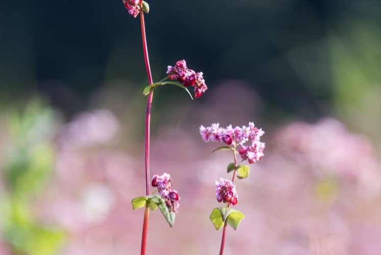 Lễ hội tam giác mạch 