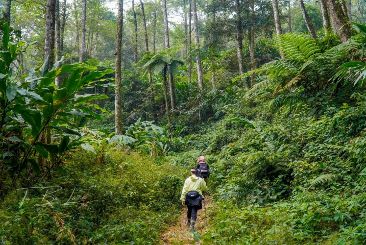 Tây Côn Lĩnh | Thảm thực vật đa dạng bậc nhất Miền Bắc