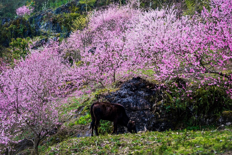 Trời mấy nay trở lạnh...