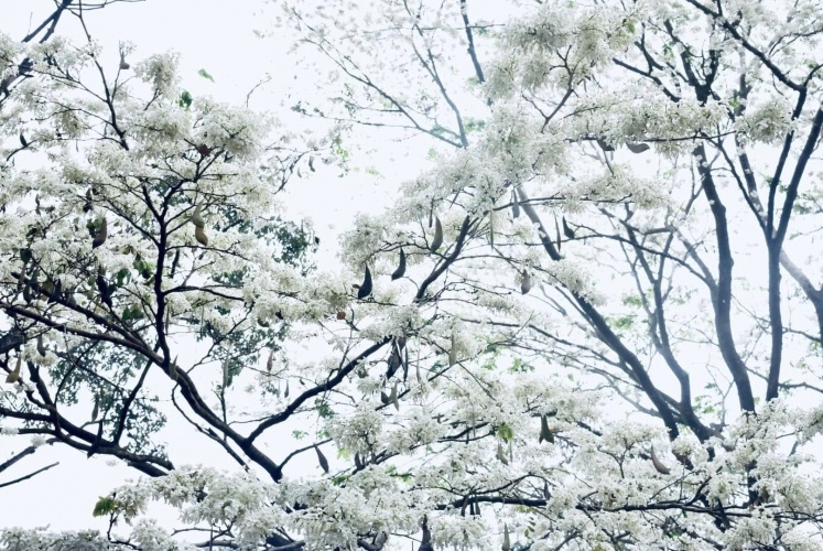 Hà Nội 4 mùa hoa.