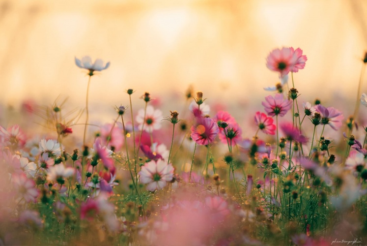 Không cần đi đâu xa....