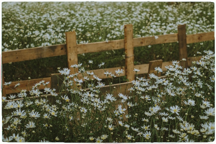 Mình có hẹn cùng Hà Nội mùa cúc hoạ mi.