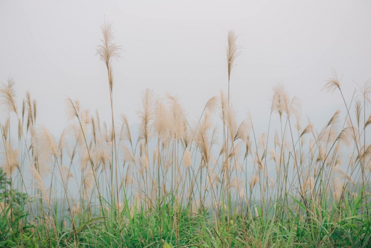 Check-in Đồi Bù - Chương Mỹ - Hà Nội