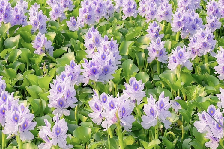 Phát hiện 1 cánh đồng hoa lục bình 